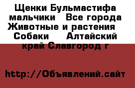 Щенки Бульмастифа мальчики - Все города Животные и растения » Собаки   . Алтайский край,Славгород г.